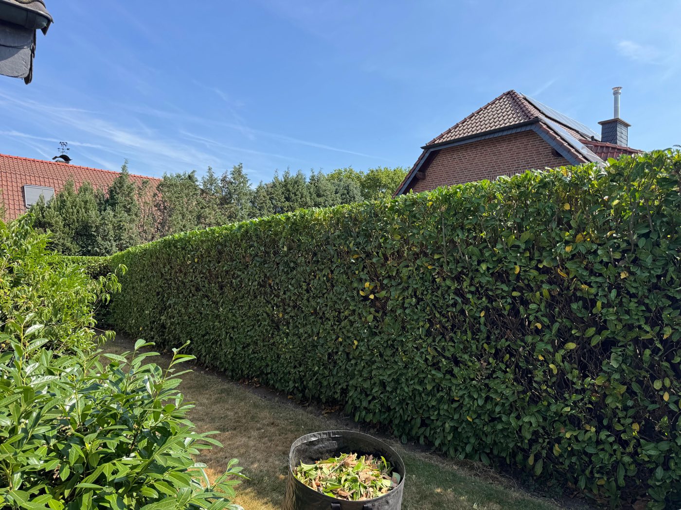Frisch geschnittene Kirschlorbeerhecke entlang einer Grundstücksgrenze