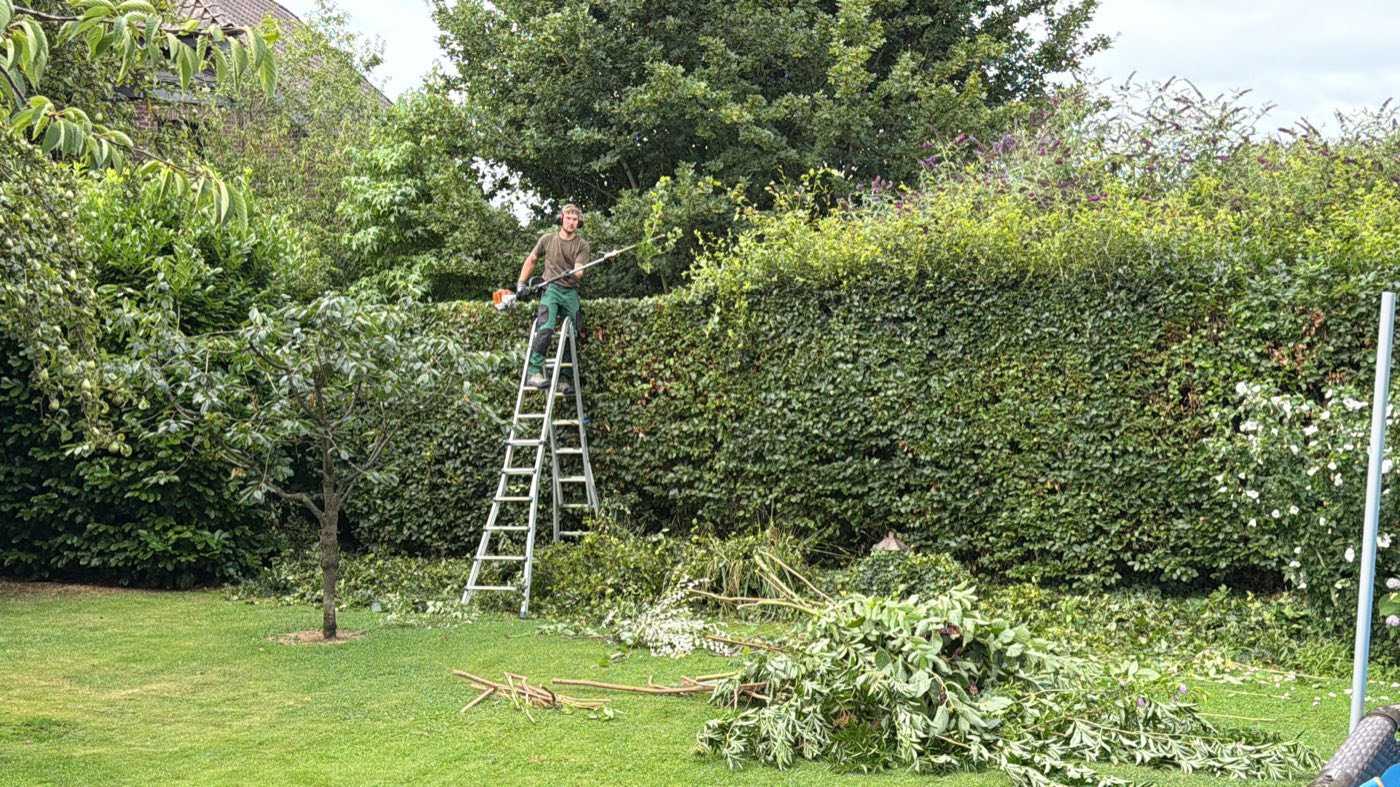 Formschnitt einer hohen Rotbuchenhecke von der Leiter aus